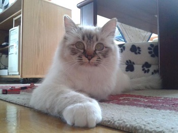 sacro di birmania blue tabby