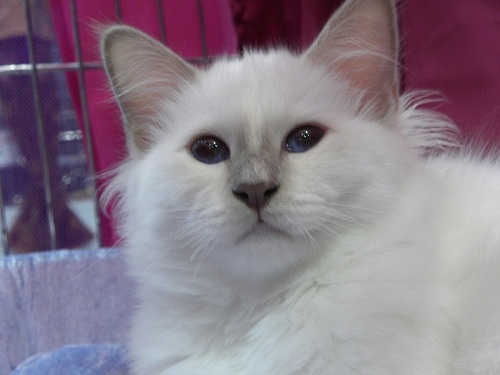 Kin-narah Turandot - sacro di birmania lilac tortie point