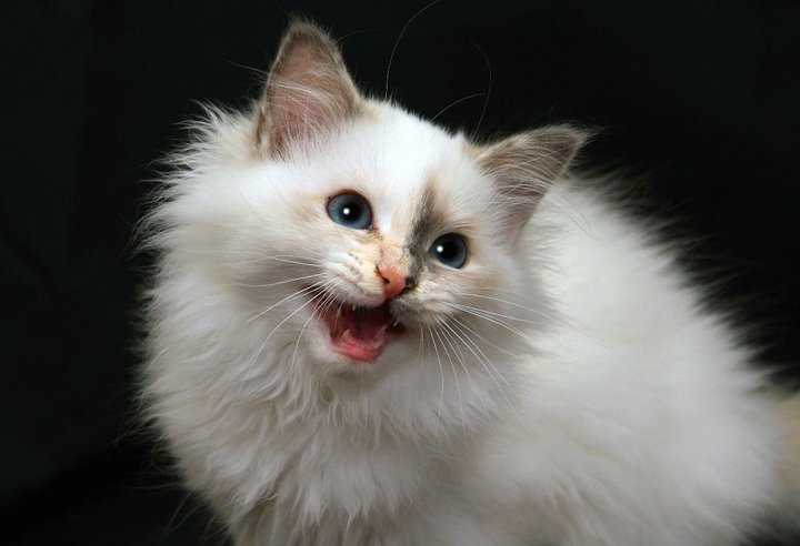 sacro di birmania blue tortie point