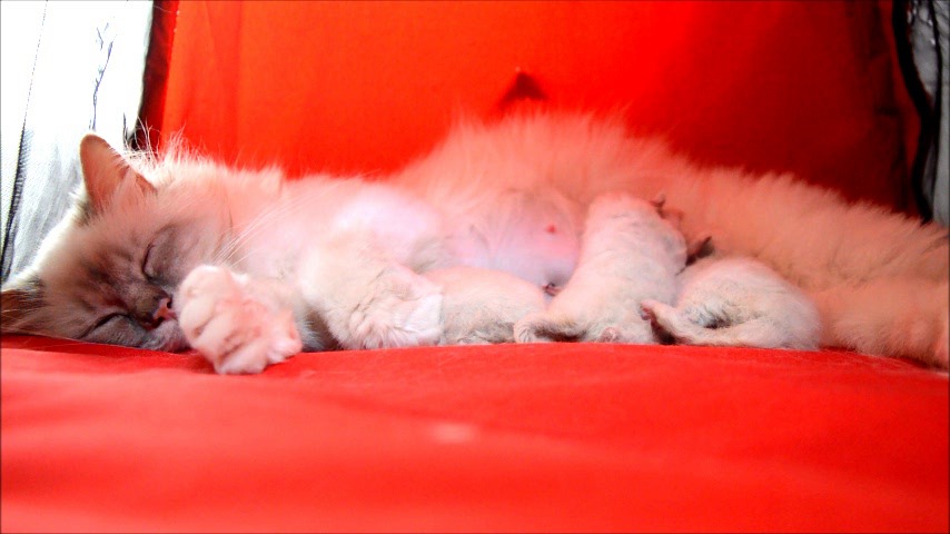 cuccioli di sacro di birmania