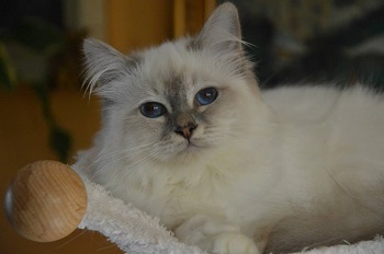 sacro di birmania blue tabby